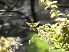 Euphydryas chalcedona