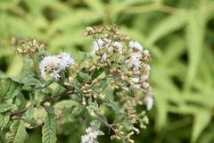 Strobocalyx esculenta