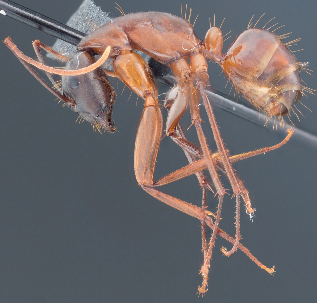 Camponotus semitestaceus
