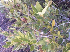 Quercus vacciniifolia
