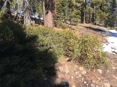 Quercus vacciniifolia