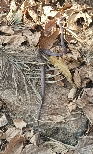 Yellow-collared Wolf Snake