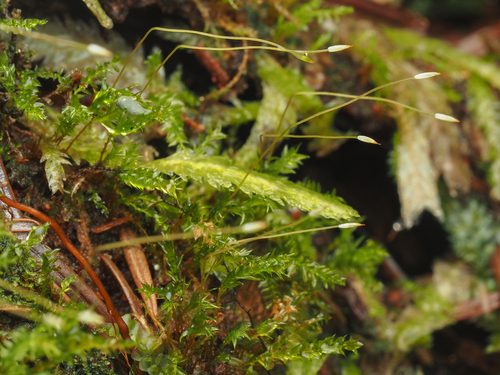 Tetraphis geniculata observed 2026-03-01