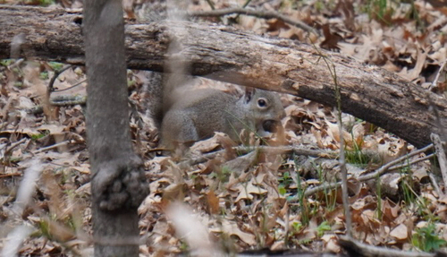 Eastern Gray Squirrel
