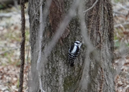 Downy Woodpecker