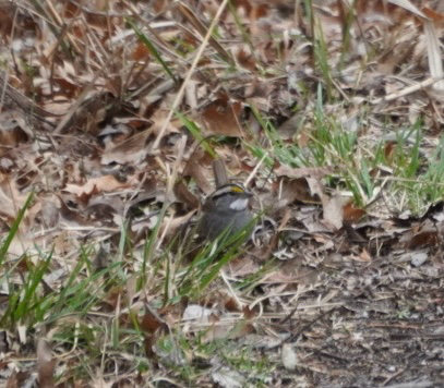 White-throated Sparrow