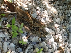 Schistocerca americana