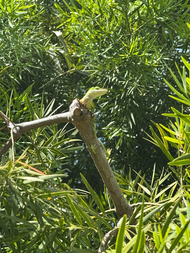 Anole