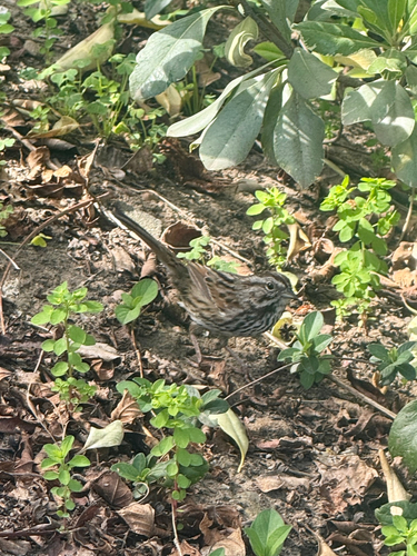 Song Sparrow