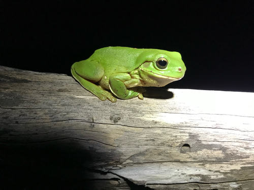 Green Tree Frog