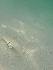 Menticirrhus littoralis