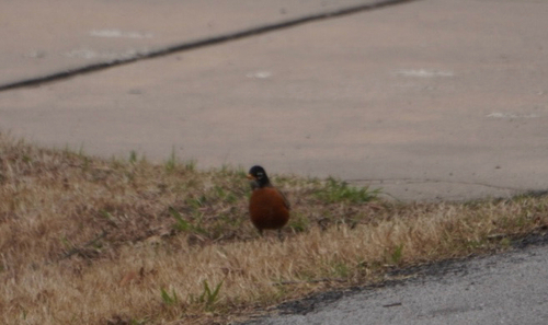 American Robin