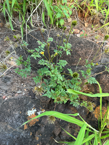 Bidens cynapiifolia observed 2026-03-02
