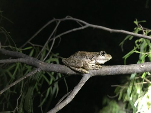 Peron's Tree Frog