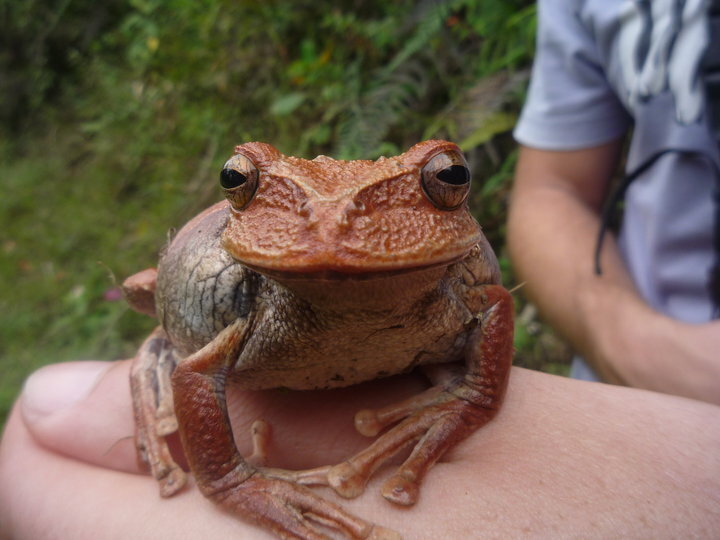 Common Marsupial Frog