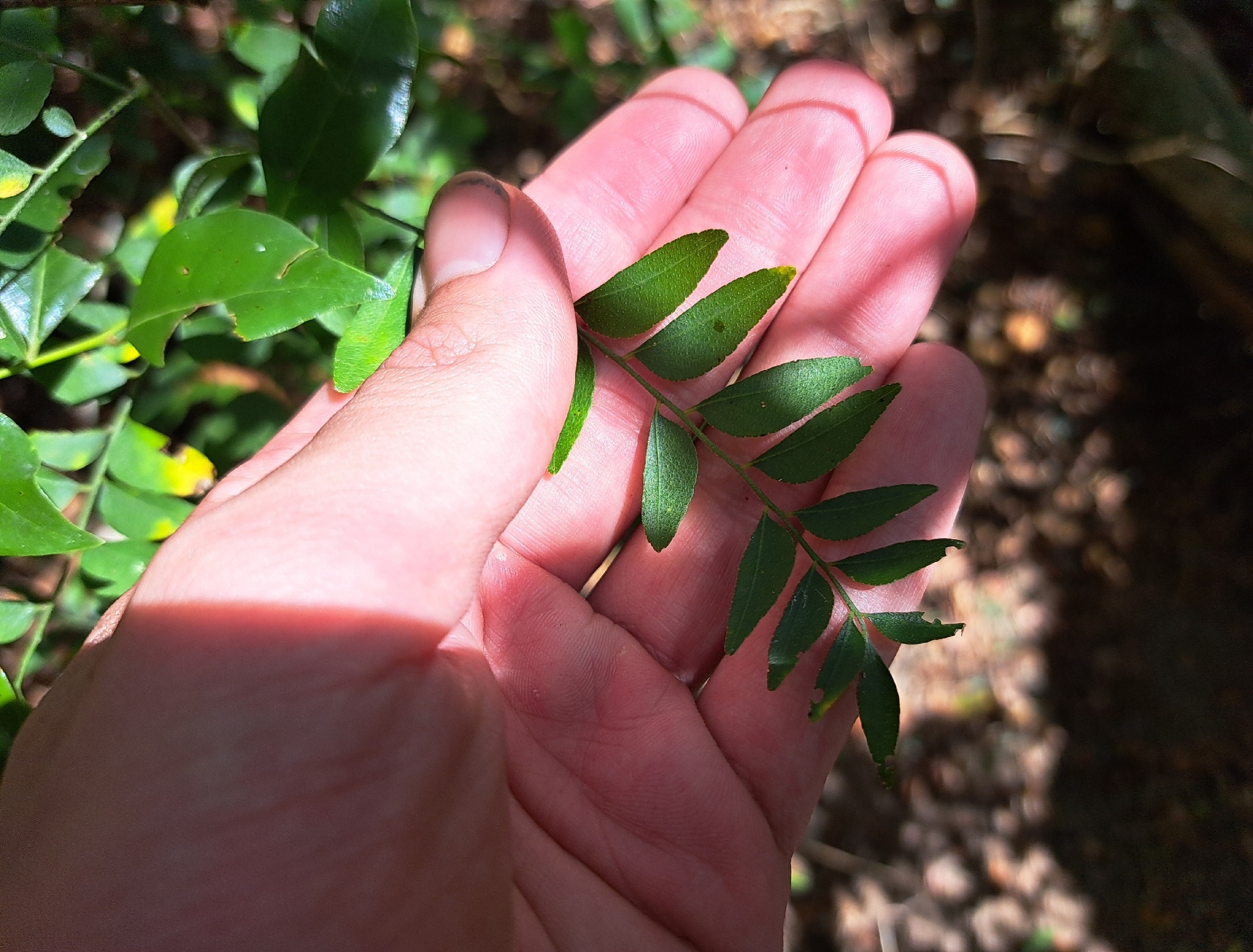 Clausena Excavata (Clausena excavata)