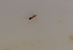 Tapinoma melanocephalum