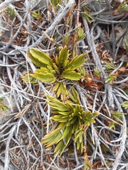 author not stated, no rights reserved Aciphylla monroi, photograph author not stated, no rights reserved
