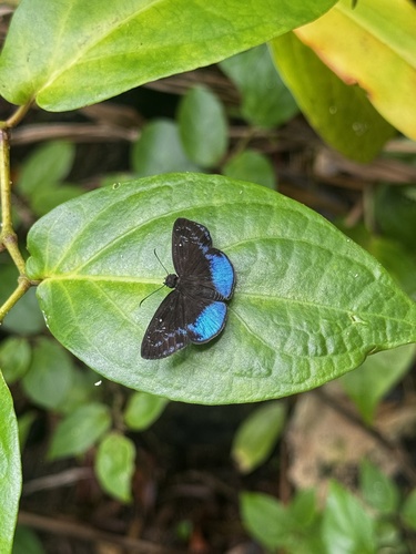 Pythonides proxenus