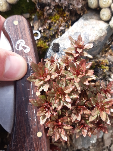 scree epilobium (Epilobium pycnostachyum)