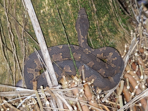 Candoia aspera observed 2026-03-03