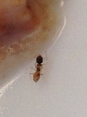 Tapinoma melanocephalum