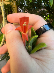 Columnea scandens, photograph (c) Cy Stavros, some rights reserved (CC BY)