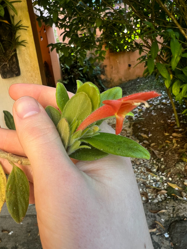 Tibey Parasito (Columnea scandens)