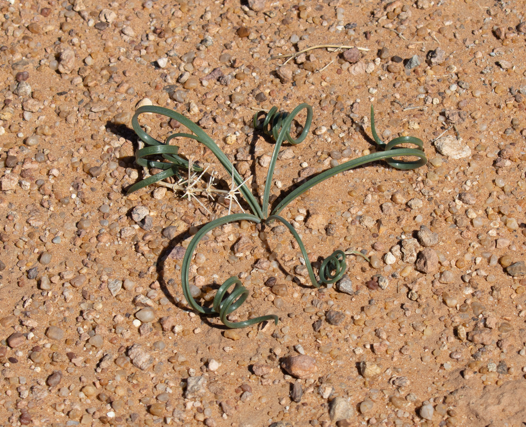 Drimia noctiflora, Errachidia Province, Morocco