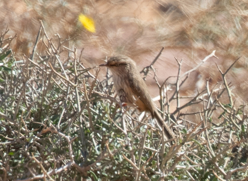 Streaked Scrub Warbler (Scotocerca inquieta), photo 6