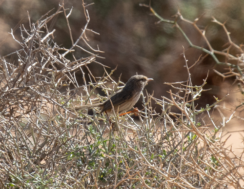 Streaked Scrub Warbler (Scotocerca inquieta), photo 5