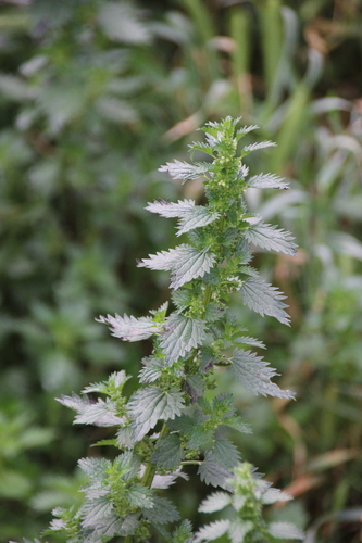 Urtica urens