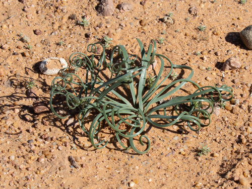 Drimia noctiflora