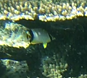 Chaetodon trifascialis
