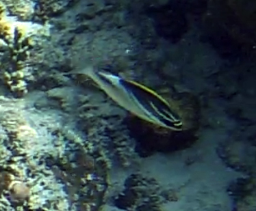 Scolopsis bilineata