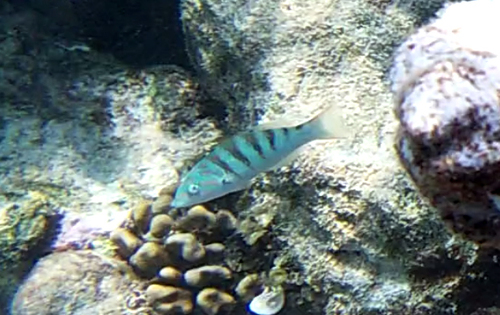 Thalassoma hardwicke