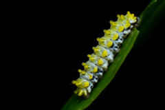 Cyclosia latipennis