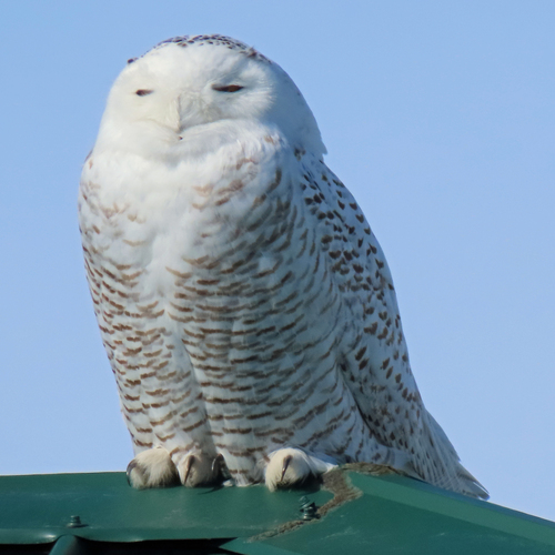Snowy Owl