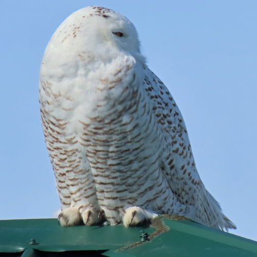 Snowy Owl