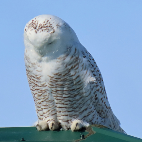 Snowy Owl