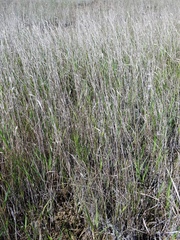 Panicum hemitomon