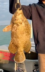 Lobotes surinamensis