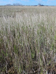 Panicum hemitomon