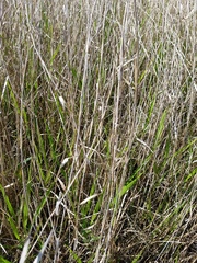 Panicum hemitomon
