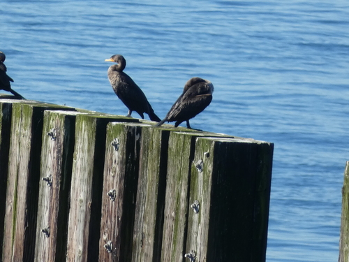 Double-crested Cormorant