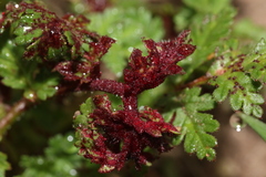 Synchytrium papillatum