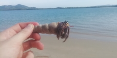 Coenobita violascens