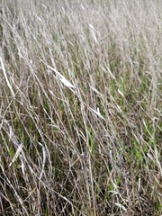 Panicum hemitomon