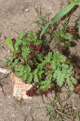 Synchytrium papillatum