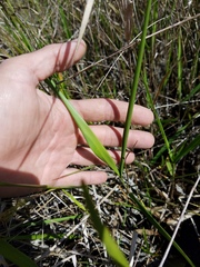 Panicum hemitomon